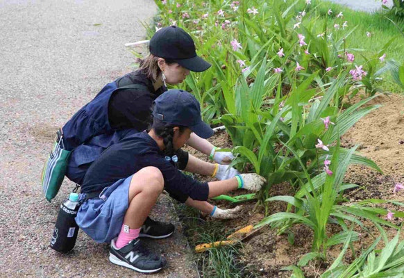 株分けをした「シラン」を植え付ける