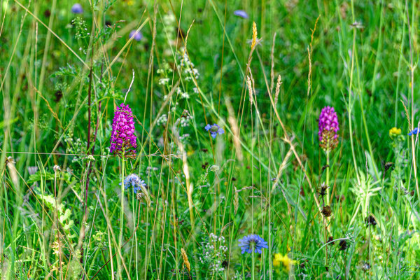 Die besagten Orchideen
