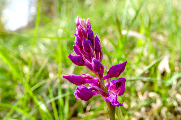 Mannknabenkraut (Orchidee)