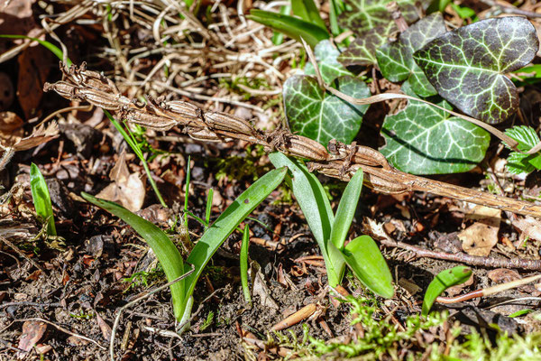 Orchis Mascula / Mann-Knabenkraut, blüht in 4-5 Wochen