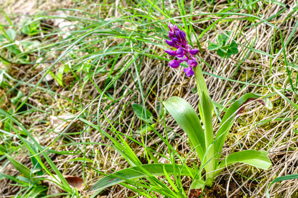 Mannknabenkraut (Orchidee)