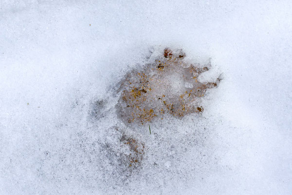 Der Bär im Jura?