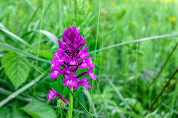 Anacamptis Vampiramidalis