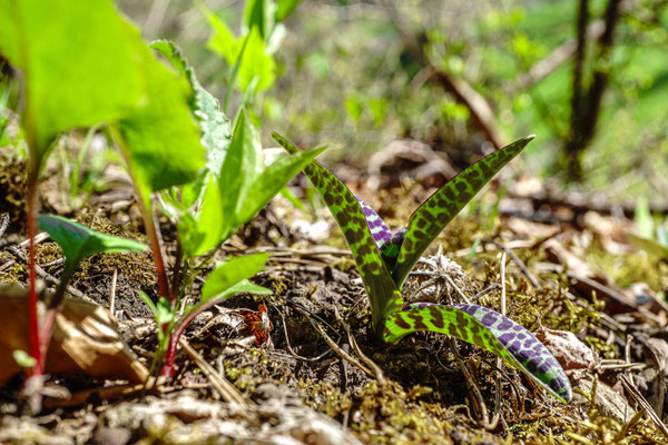 Orchidee, aber welche? Fuchs-Fingerwurz?