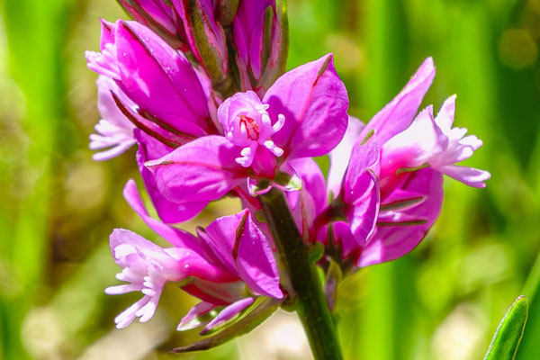 Keine Orchidee, aber täuschend echt