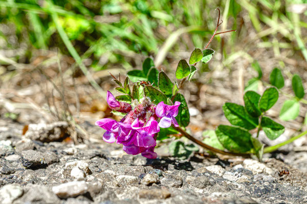 Die besagte Blume auf der Strasse