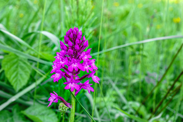 Anacamptis Pyramidalis