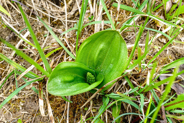 Grosses Zweiblatt (Orchidee)
