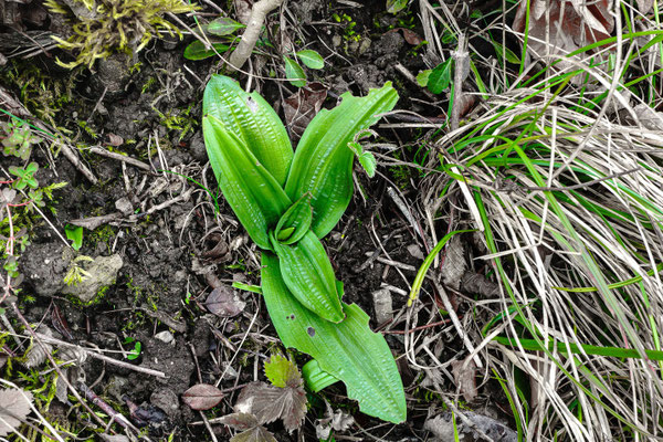 Ein Blatt mehr als am 4. Februar