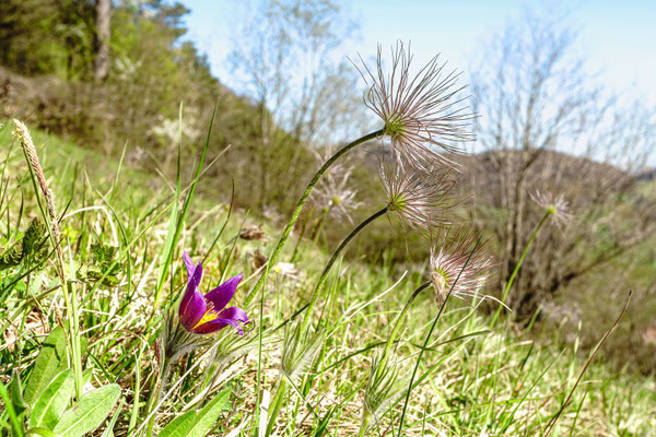 Küchenschelle