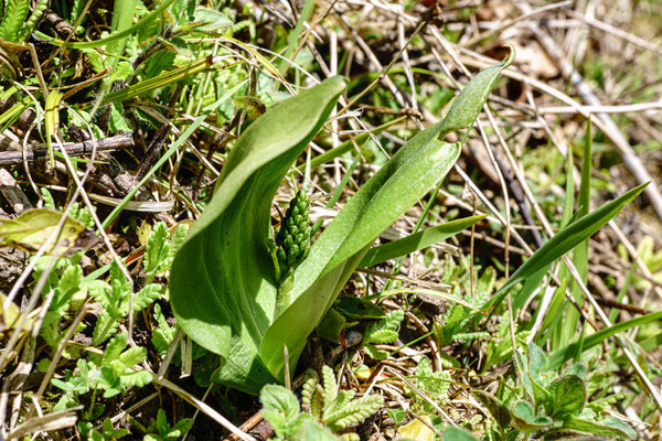 Grosses Zweiblatt