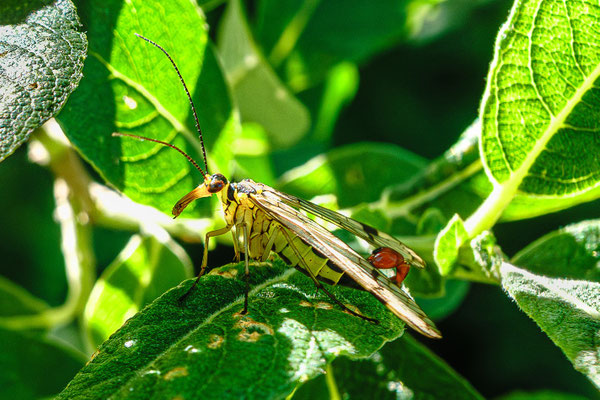 Skorpionfliege (Männchen), erklärt den Namen