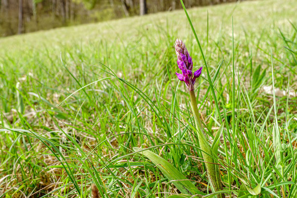 Mannknabenkraut (Orchidee)