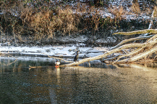 Ente mit Kormoran