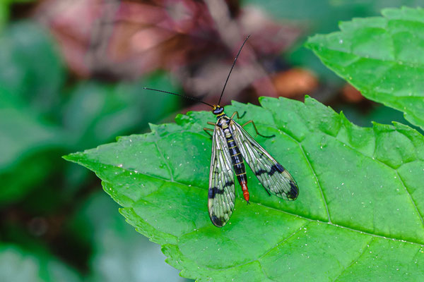 Skorpionfliege Weibchen