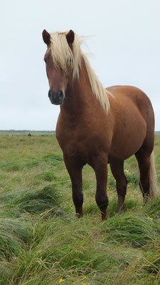 Víðir