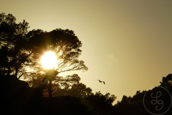 Les arbres, le soleil et l'oiseau - Autour de Marseille (Bouches-du-Rhône), Décembre 2012