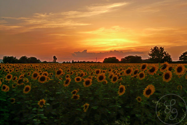 Champ de tournesols devant la maison - Orange (Vaucluse), Juin 2008