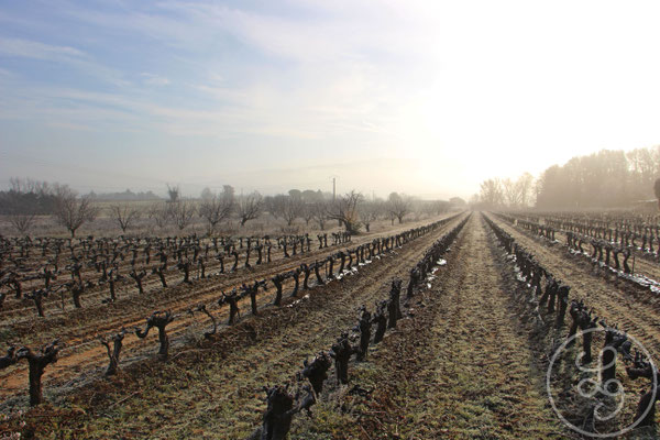 Les vignes d'à côté - vers Gargas, Provence (Vaucluse) Décembre 2018