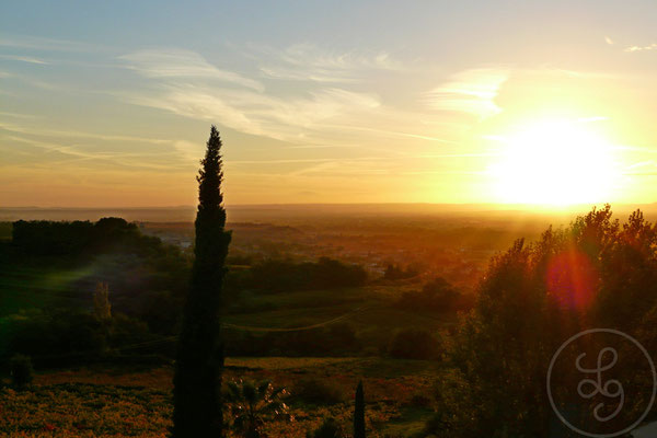 Cyprès au coucher du soleil - autour d'Orange (Vaucluse), Novembre 2012