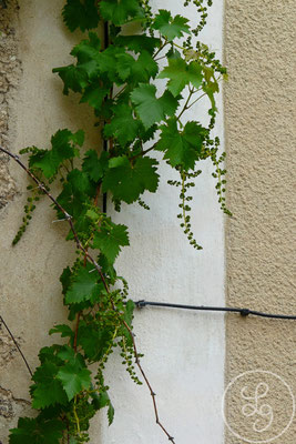 Lierre provençal - Saint-Saturnin-les-Apt, Provence (Vaucluse), Mai 2010