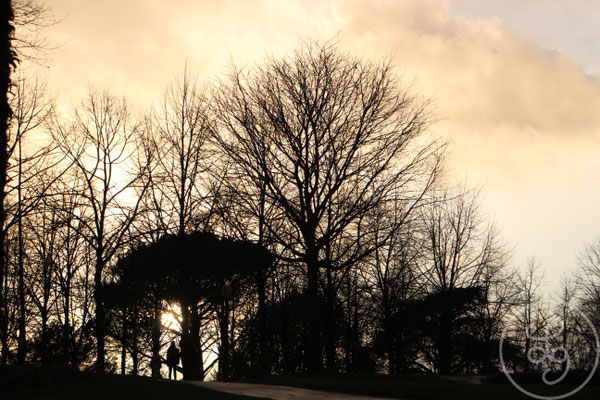 Silhouette parmi les arbres - Cholet (Maine-et-Loire), Décembre 2019