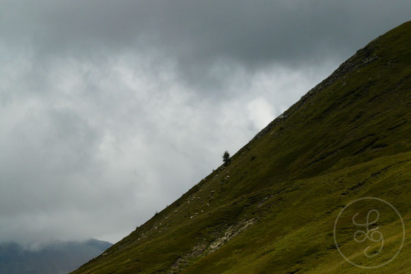 La montagne aux dahus - Orcières-Merlette (Hautes-Alpes), Juillet 2011