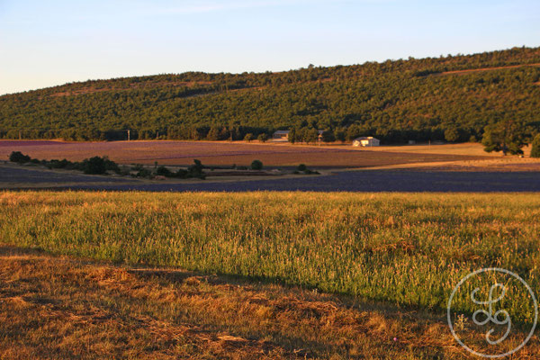 Champs de lavande éclairés - Sur les hauteurs de Saint-Saturnin-les-Apt, Provence (Vaucluse), Juillet 2017