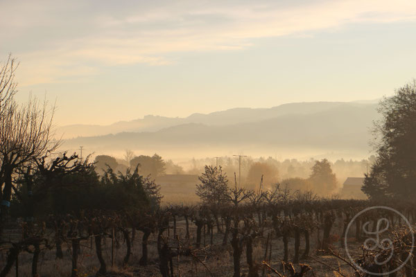 Les vignes devant la maison - vers Gargas, Provence (Vaucluse) Décembre 2014