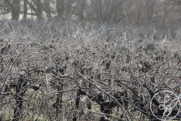 Vignes givrées - vers Gargas, Provence (Vaucluse) Décembre 2018