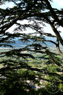 Vue au travers des branches du cèdre - Bonnieux, Provence (Vaucluse), Août 2010