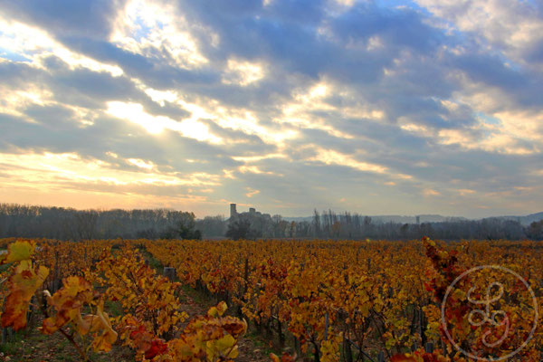 Balade dans les vignes - Vers Orange (Vaucluse), Décembre 2016