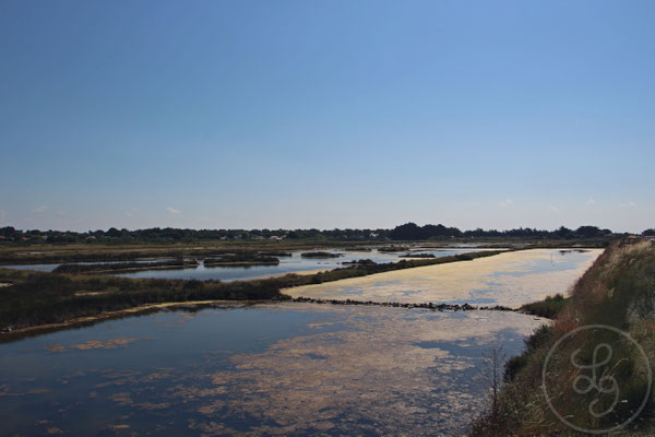 Au cours d'une balade à vélo - Noirmoutiers (Vendée), Juillet 2018