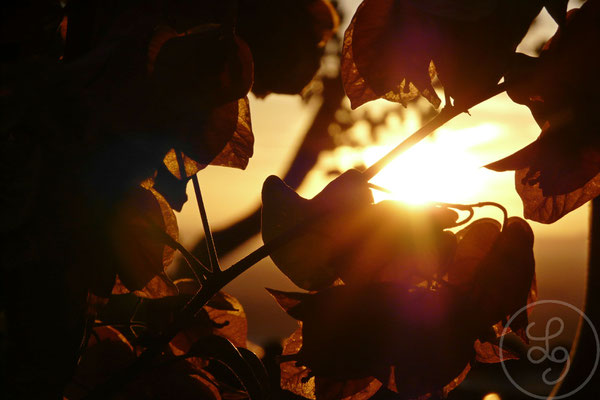 Feuillages au coucher du soleil - autour d'Orange (Vaucluse), Novembre 2012