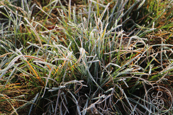 Givre sur l'herbe à côté de la maison - vers Gargas, Provence (Vaucluse) Décembre 2018