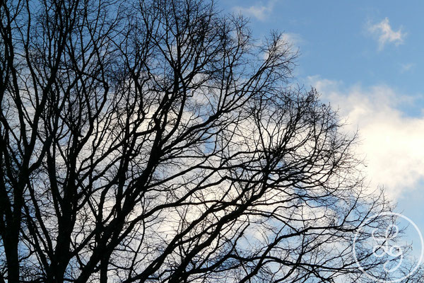 Branches - Castellet, Provence (Vaucluse), Décembre 2009