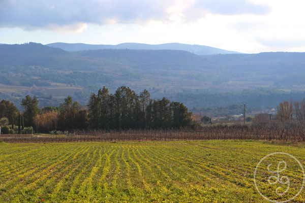 Champ lors d'une balade hivernale - vers Gargas, Provence (Vaucluse), Décembre 2019