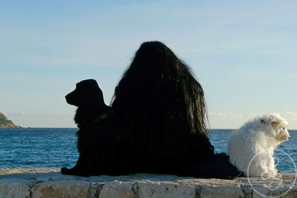 L'étrange homme aux cheveux longs et ses deux chiens - Marseille (Bouches-du-Rhône), Juin 2016