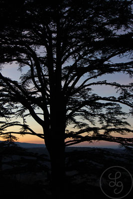 Coucher de soleil derrière les branches - Bonnieux, Provence (Vaucluse), Décembre 2019