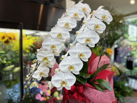 ￥27.500