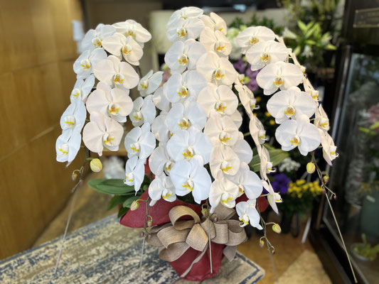 ￥38.500