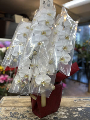 ￥44.000