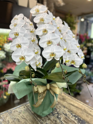 ￥24.200