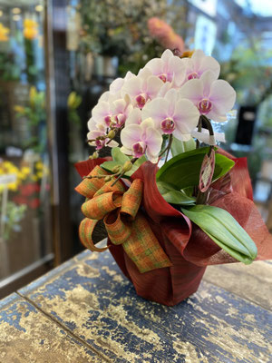 ￥9.900　高さ約55ｃｍ