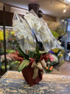 ￥16.500