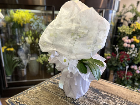 ￥16.500