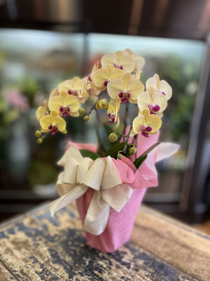 ￥8.800　高さ約55ｃｍ
