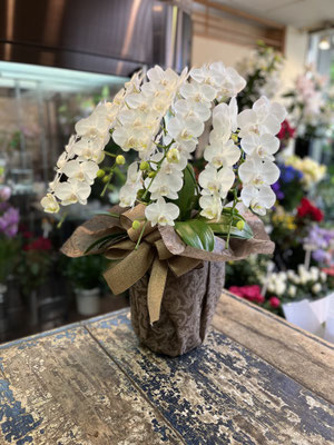 ￥16.500　　高さ約70ｃｍ
