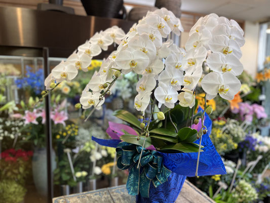 ￥44.000