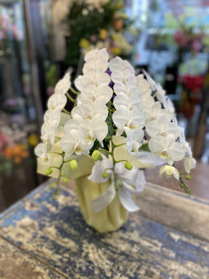 ￥11.000　高さ約65ｃｍ